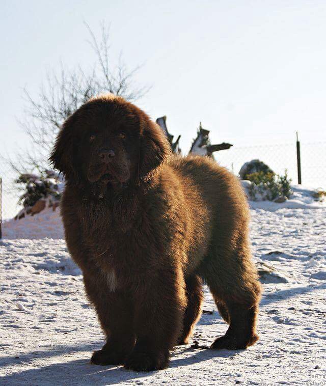 Фото: ньюфаундленд Brownblood MSK Armata Loyar Aid (Браунблад МСК Армата Лойар Аид)