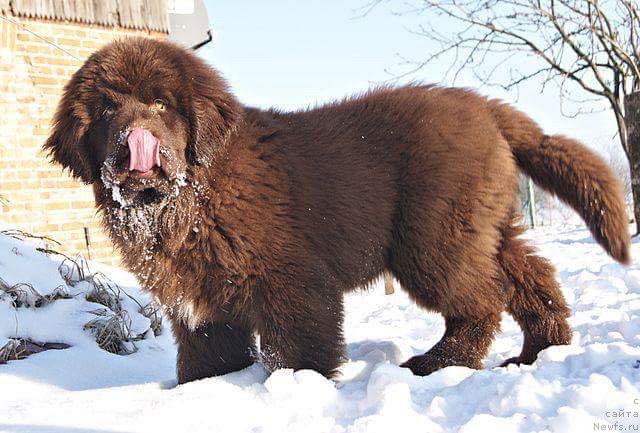 Фото: ньюфаундленд Brownblood MSK Armata Loyar Aid (Браунблад МСК Армата Лойар Аид)