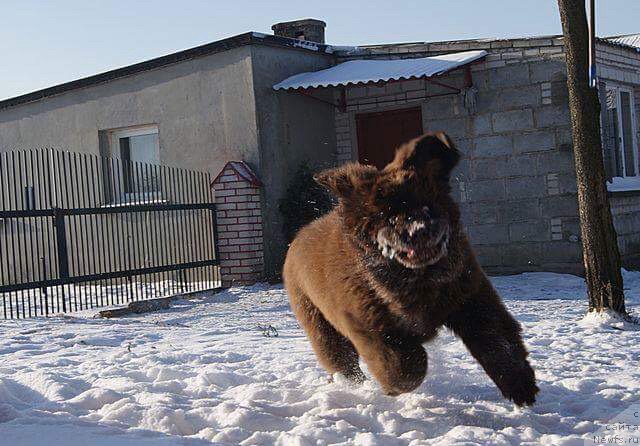 Фото: ньюфаундленд Brownblood MSK Armata Loyar Aid (Браунблад МСК Армата Лойар Аид)