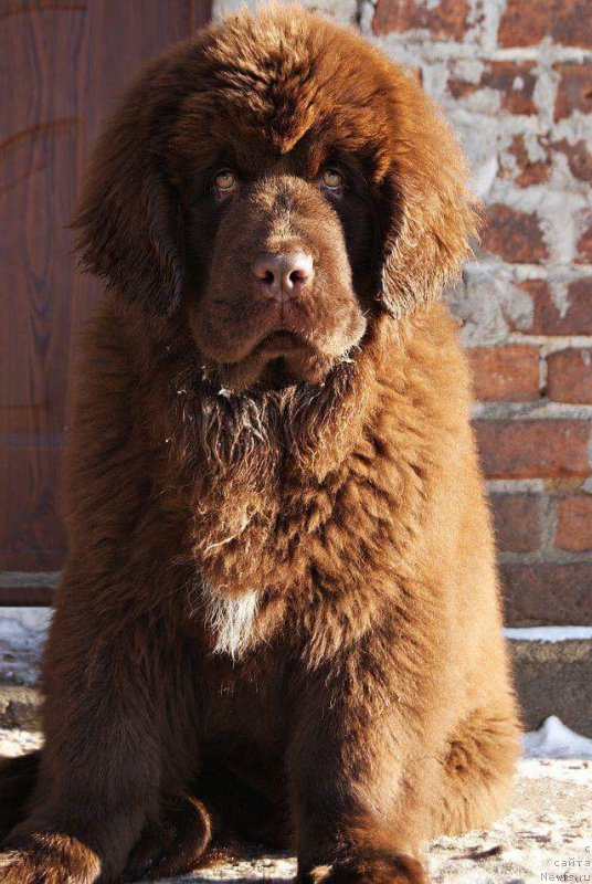 Фото: ньюфаундленд Brownblood MSK Armata Loyar Aid (Браунблад МСК Армата Лойар Аид)