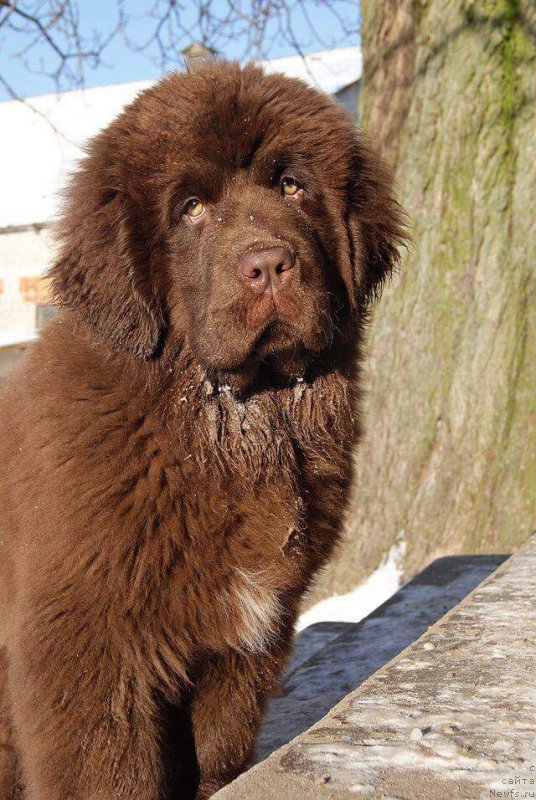 Фото: ньюфаундленд Brownblood MSK Armata Loyar Aid (Браунблад МСК Армата Лойар Аид)