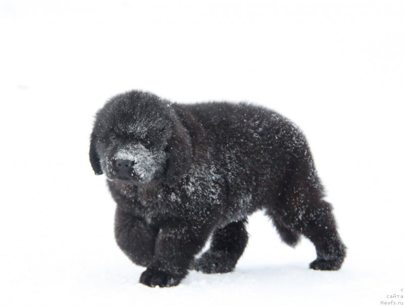 Фото: Аквиан Сонг