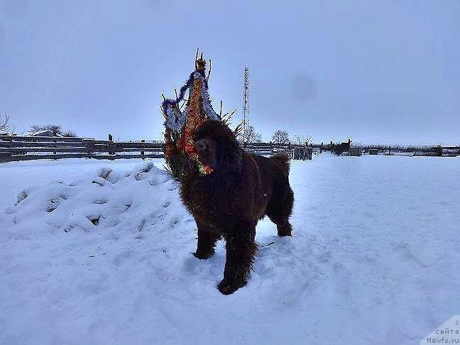 Фотография № 219057