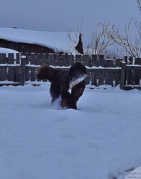 Фото: ньюфаундленд Funnewf Avalon (Фанньюф Авалон)