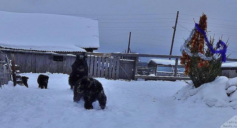 Фотография № 219062