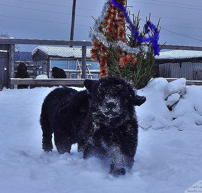 Фотография № 219063