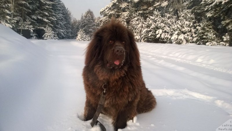 Фото: ньюфаундленд N'yufort Rover Braun (Ньюфорт Ровер Браун)