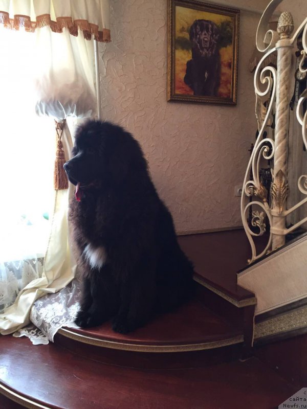 Фото: ньюфаундленд Terra Viktoriya Big Mazzi (Терра Виктория Биг Маззи)