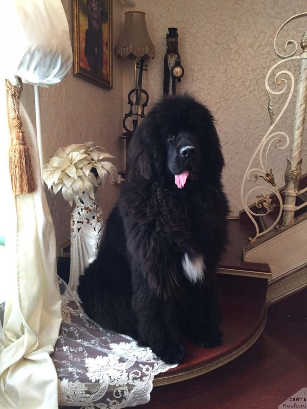 Фото: ньюфаундленд Terra Viktoriya Big Mazzi (Терра Виктория Биг Маззи)