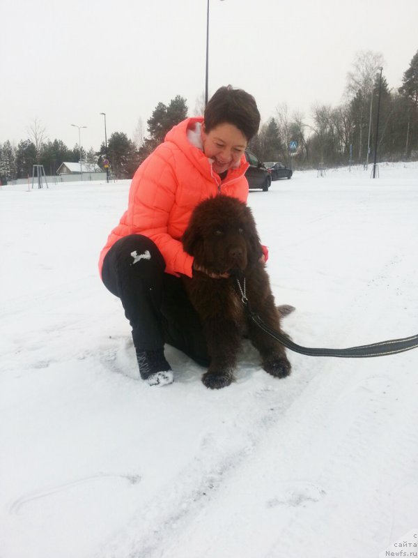 Фото: ньюфаундленд Brownblood MSK Alfa-Romeo Gold Baddy (Браунблад МСК Альфа-Ромео Голд Бадди)