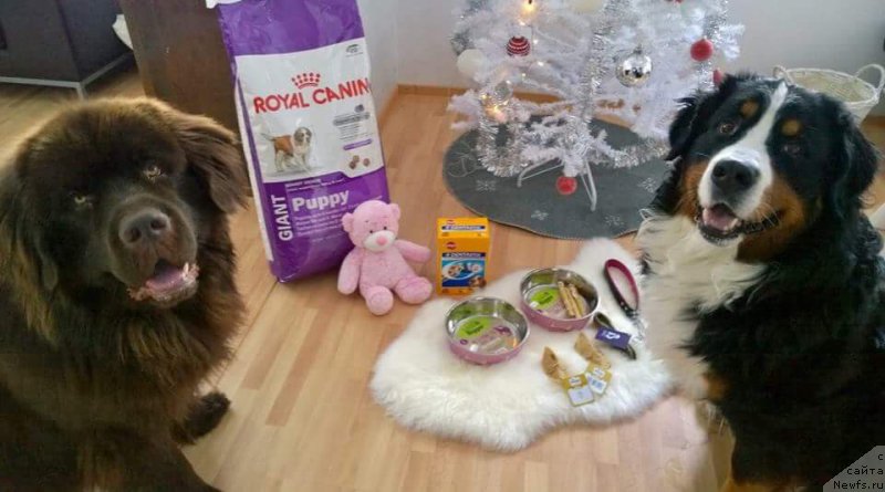 Фото: Друзья Ромки, ньюфаундленд Brownblood MSK Alfa-Romeo Gold Baddy (Браунблад МСК Альфа-Ромео Голд Бадди)