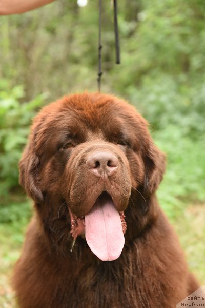 Фото: ньюфаундленд Newfashion The Crowd Goes Wild