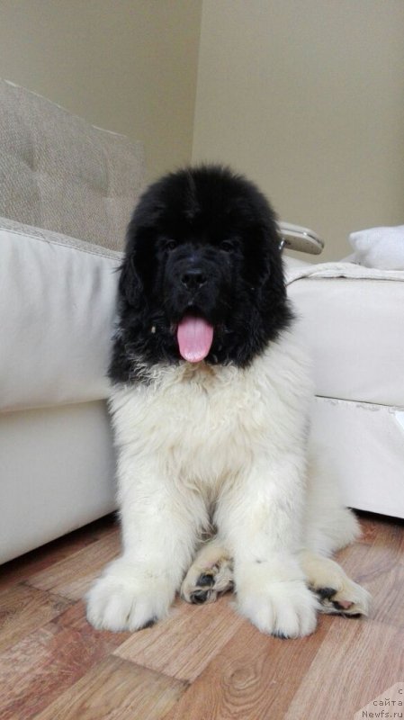 Фото: ньюфаундленд Vodoley ot Karel'skih Medvedey (Водолей от Карельских Медведей)