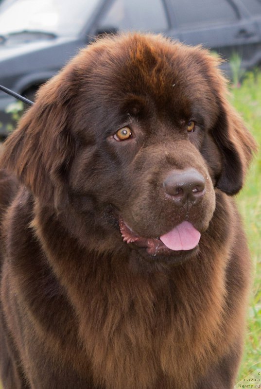 Фото: ньюфаундленд Nezhdannaya Nagrada (Нежданная Награда)