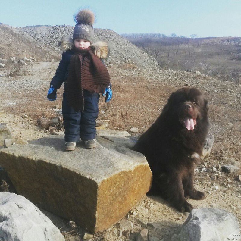 Фото: ньюфаундленд Aquatoriya Kelvin Riverdance (Акватория Келвин Риверданс)