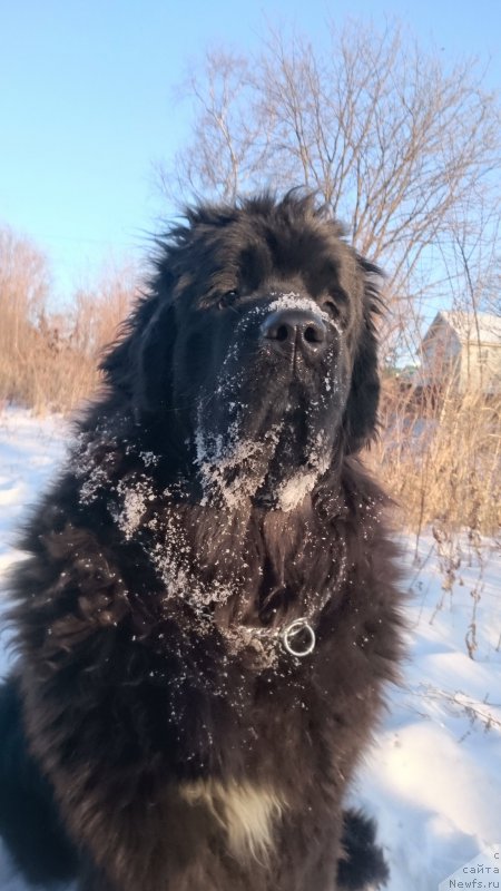 Фото: ньюфаундленд Talisman Morya La-Valetta (Талисман Моря Ла-Валетта)