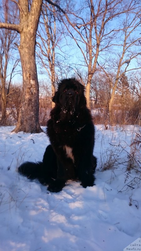 Фото: ньюфаундленд Talisman Morya La-Valetta (Талисман Моря Ла-Валетта)