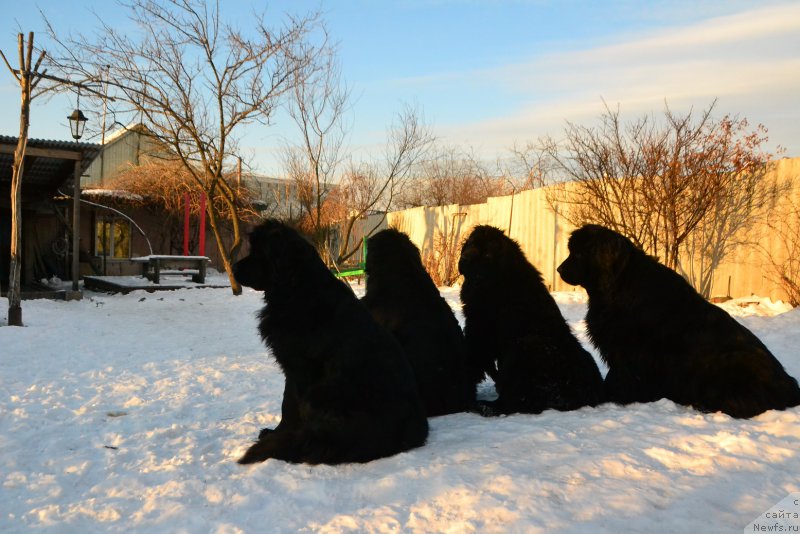 Фото: ньюфаундленд Talisman Morya Magiya Voln (Талисман Моря Магия Волн), ньюфаундленд Talisman Morya Mishel' (Талисман Моря Мишель), ньюфаундленд Talisman Morya La-Valetta (Талисман Моря Ла-Валетта), ньюфаундленд I'm Little Princess Midnight Bear