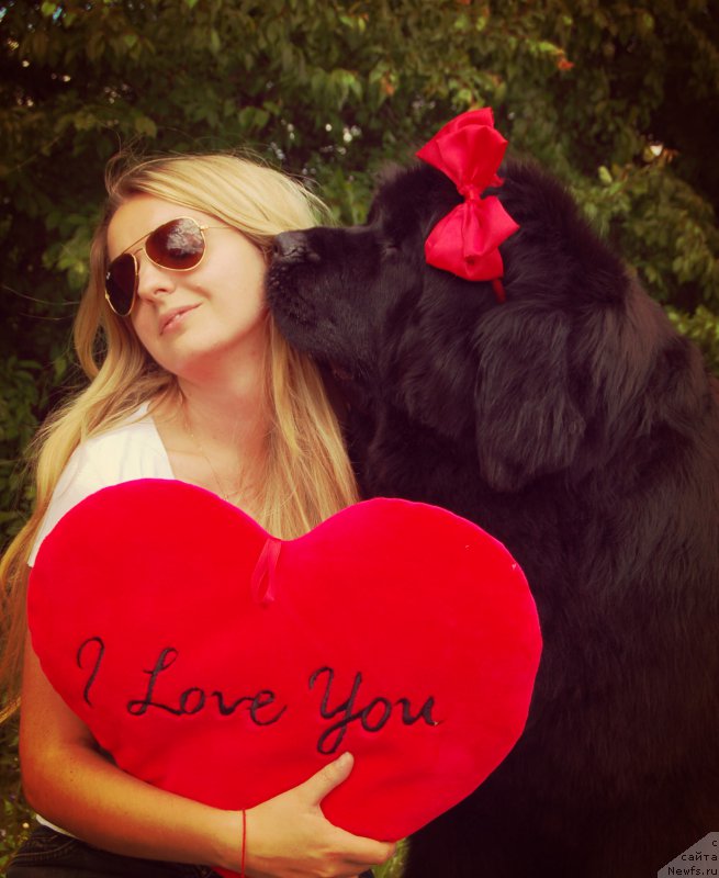 Фото: ньюфаундленд Bowaters Starlight Nuo Ozo Kalvu