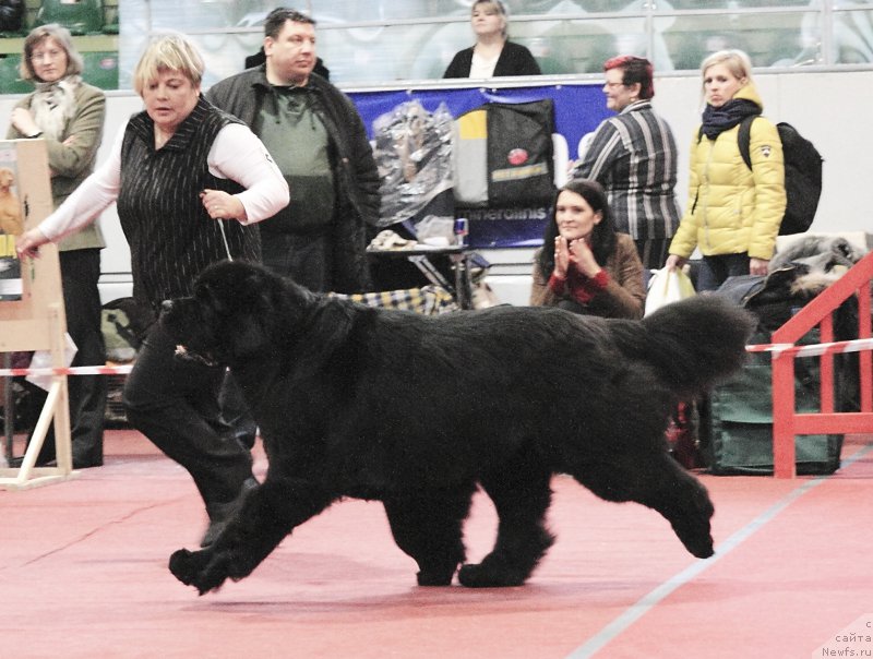 Фото: ньюфаундленд Bowaters Braveheart Nuo Ozo Kalvu