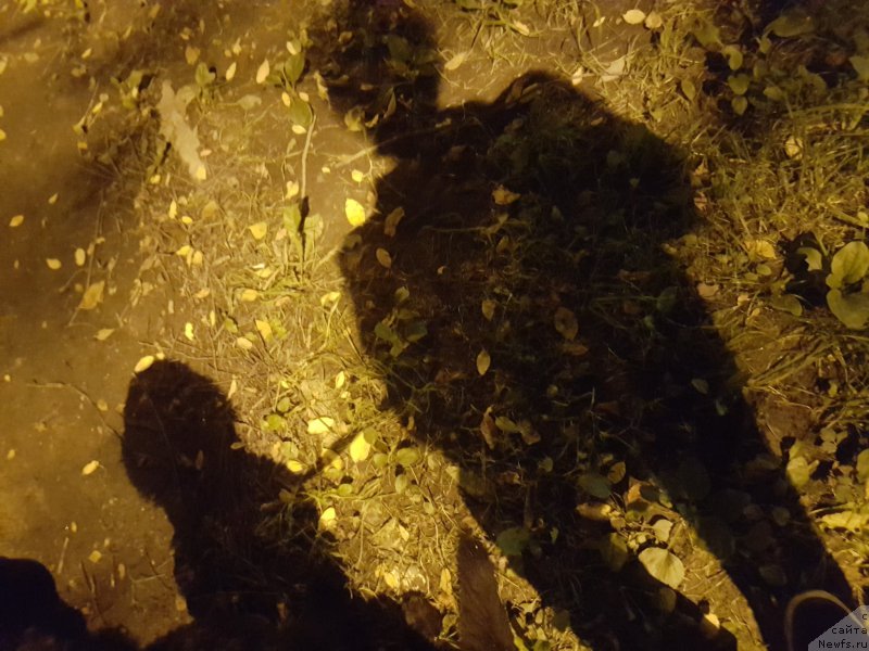 Фото: ньюфаундленд Beguschaya po Volnam God Bless Queen (Бегущая по Волнам Год Блеек Кюеен), Vladimir Konstantinov (Владимир Константинов)