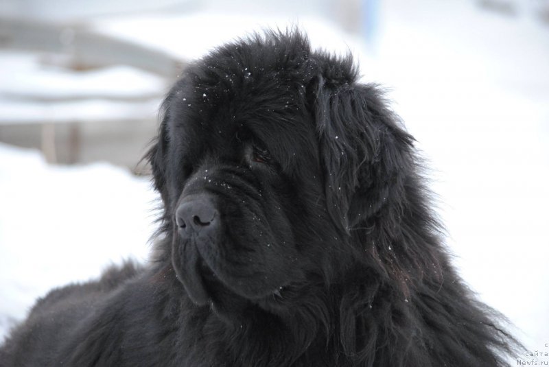 Фото: ньюфаундленд Harrieta Embodiment of a Great Pretender (Хариетта Ембодимент оф а Греат Претендер)