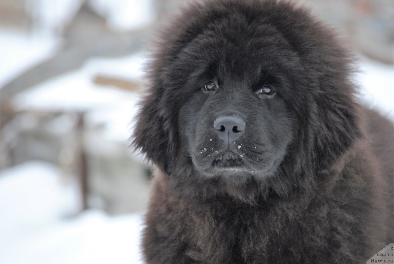 Фото: ньюфаундленд Moya Stihiya Niki De Sen Fal' (Моя Стихия Ники Де Сен Фаль)