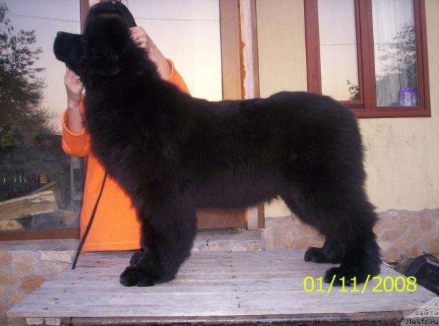 Фото: ньюфаундленд Chateaunewf Spice Girl