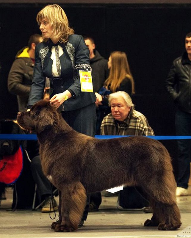 Фото: ньюфаундленд Funnewf Atlantika (Фанньюф Атлантика)