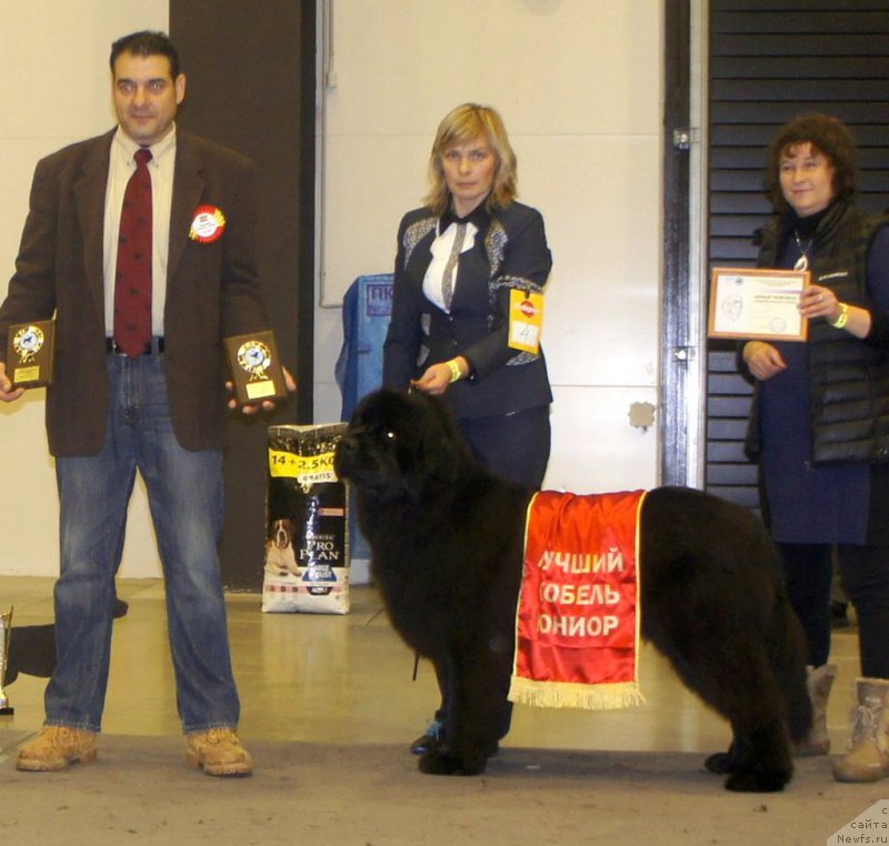 Фото: ньюфаундленд Smigar Agday Virtus (Смигар Агдай Виртус)