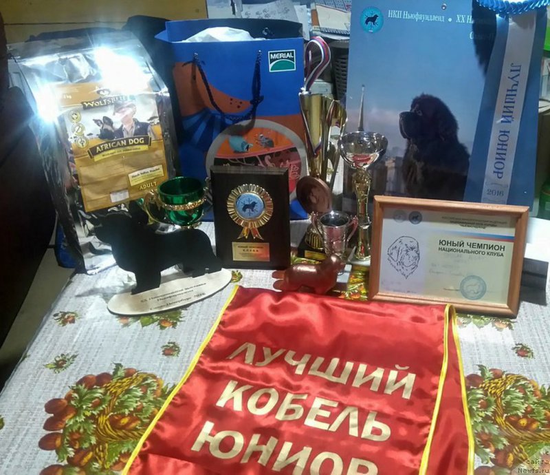 Фото: ньюфаундленд Smigar Agday Virtus (Смигар Агдай Виртус)