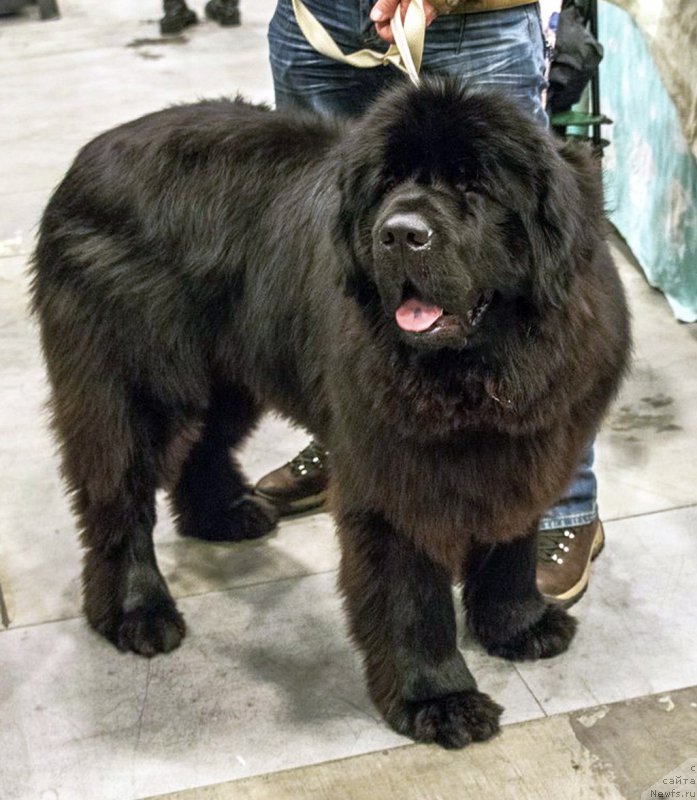 Фото: ньюфаундленд Smigar Agday Virtus (Смигар Агдай Виртус)