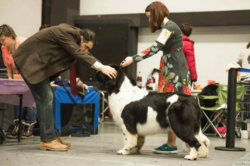 Фото: ньюфаундленд Fluffy Avalanche Cunami (Флюфи Аваланч Цунами)