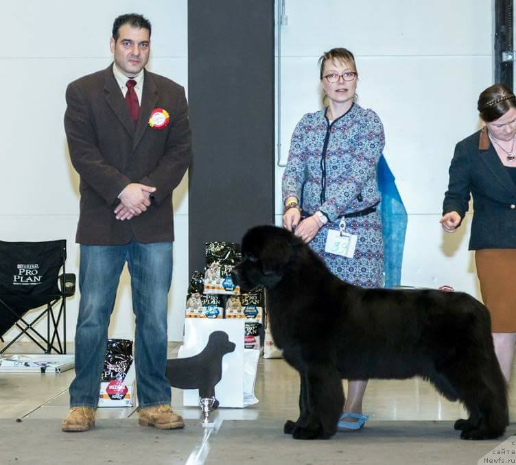 Фото: ньюфаундленд Beguschaya po Volnam Bravo Bravissimo (Бегущая по Волнам Браво Брависсимо)