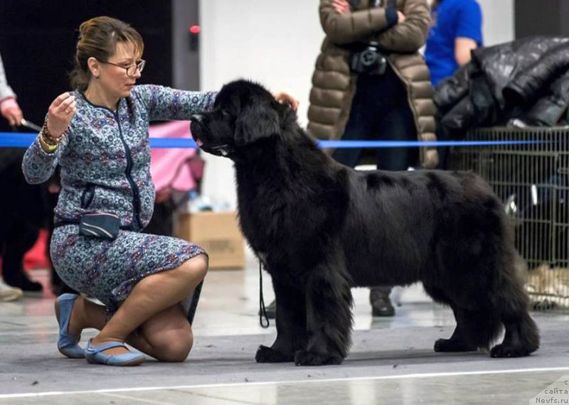 Фото: ньюфаундленд Beguschaya po Volnam Bravo Bravissimo (Бегущая по Волнам Браво Брависсимо)