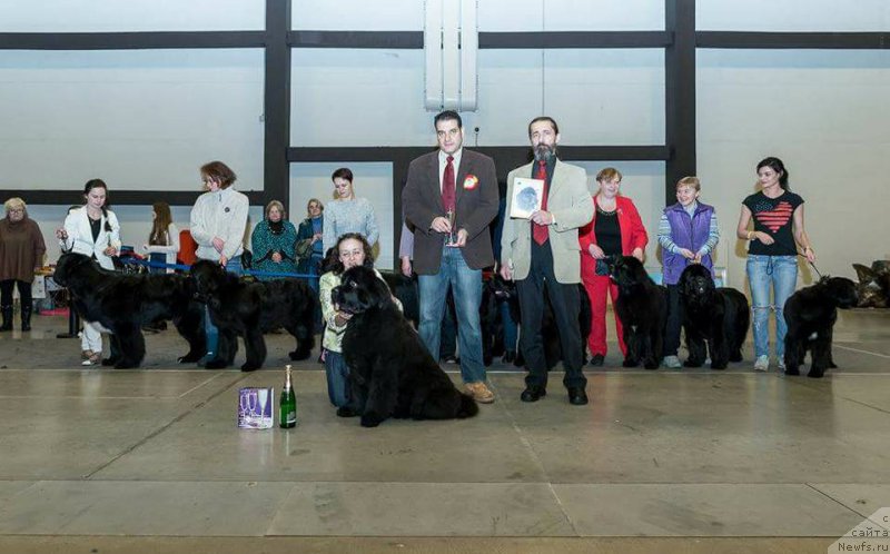 Фото: ньюфаундленд Beguschaya po Volnam Vsya Takaya Rastakaya (Бегущая по Волнам Вся Такая Растакая)