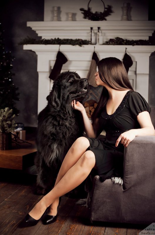 Фото: ньюфаундленд Piternyuf Mont Blanc (Питерньюф Монт Бланк), Ekaterina Nikolaeva (Екатерина Николаева)