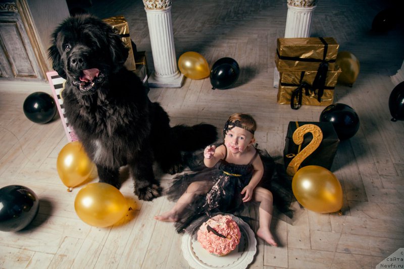 Фото: ньюфаундленд Piternyuf Mont Blanc (Питерньюф Монт Бланк)