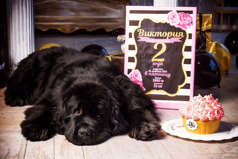 Фото: ньюфаундленд Piternyuf Mont Blanc (Питерньюф Монт Бланк)