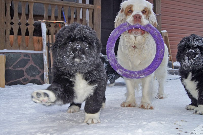 Фотография № 219151