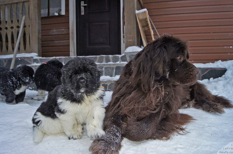 Фотография № 219153