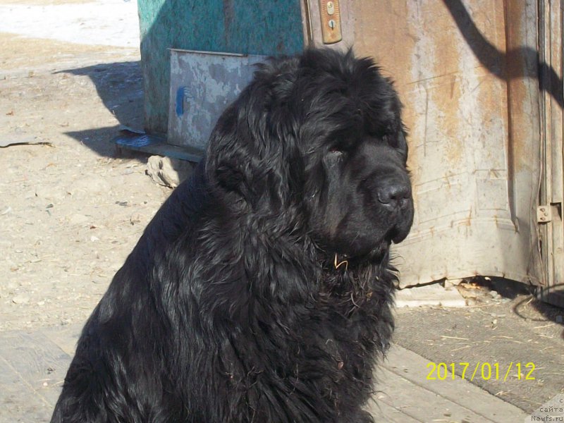 Фото: ньюфаундленд Super Premium Nao Del Trato (Супер Премиум Нао Дел Трато)