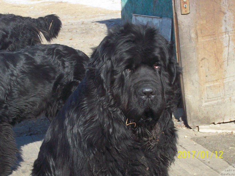 Фото: ньюфаундленд Super Premium Nao Del Trato (Супер Премиум Нао Дел Трато)