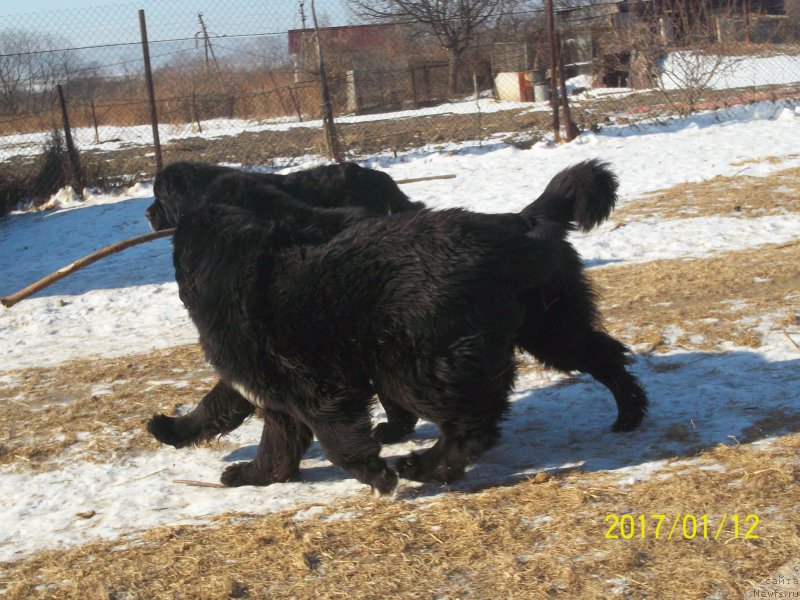 Фото: ньюфаундленд Super Premium Liniel Daylirring (Супер Премиум Линиэль Дайлиррин), ньюфаундленд Stepan Razin (Степан Разин)