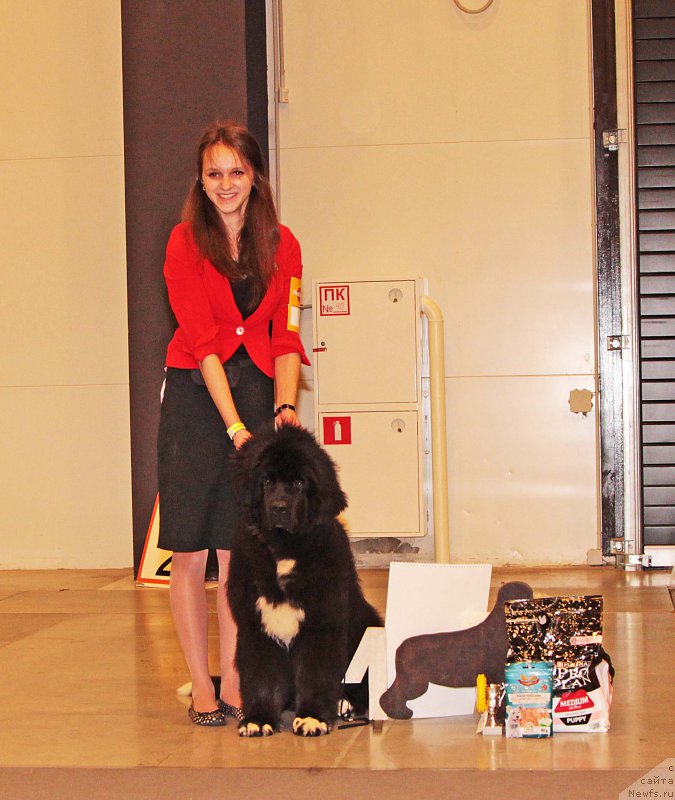 Фото: ньюфаундленд Piternyuf Cronos Lord of Time (Питерньюф Кронос Лорд оф Тайм)