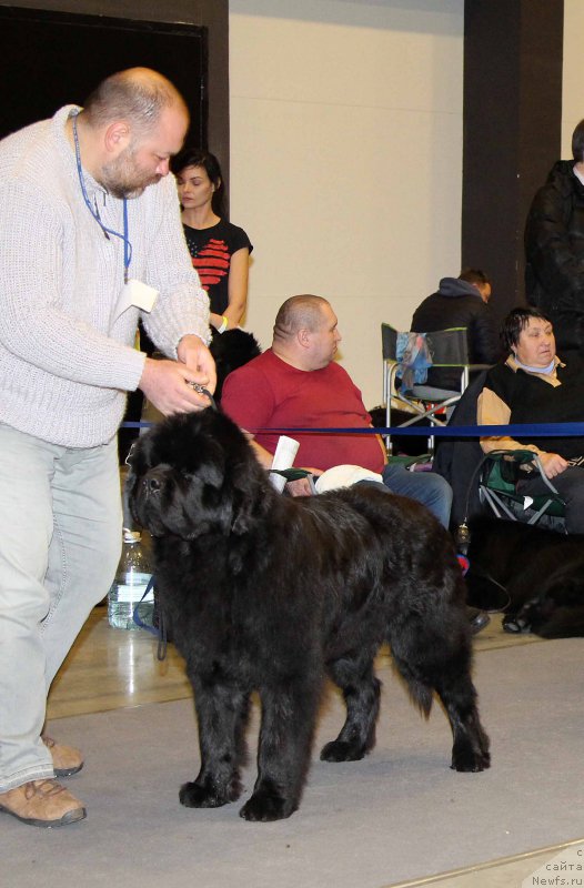 Фото: ньюфаундленд Zhorzh s Berega Dona (Жорж с Берега Дона)