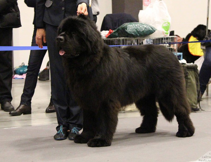 Фото: ньюфаундленд Smigar Agday Virtus (Смигар Агдай Виртус)