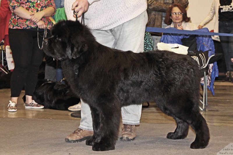 Фото: ньюфаундленд Zhorzh s Berega Dona (Жорж с Берега Дона)