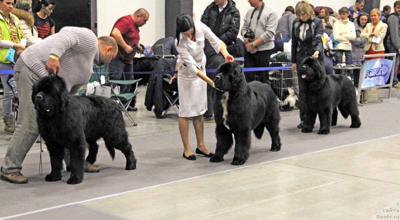 Фото: ньюфаундленд Zhorzh s Berega Dona (Жорж с Берега Дона), ньюфаундленд Corporevaill Dom Perignon, ньюфаундленд Smigar Agday Virtus (Смигар Агдай Виртус)
