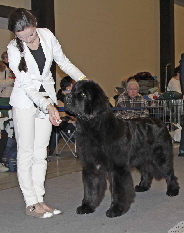Фото: ньюфаундленд Beguschaya po Volnam Viceroy (Бегущая по Волнам Вицерой)